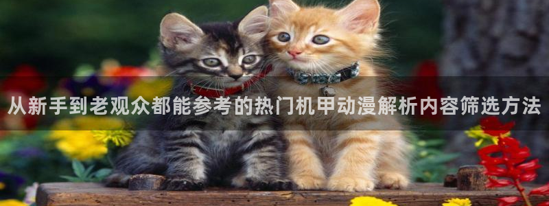 动漫岛网站官网